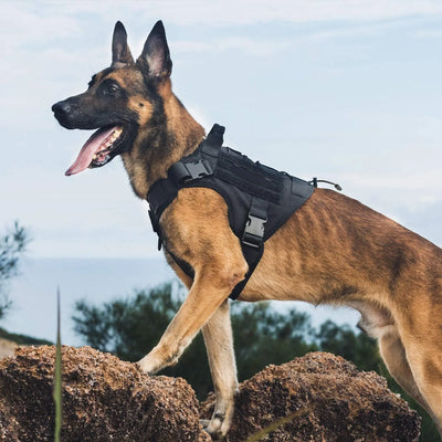 Adventure Tactical Harness