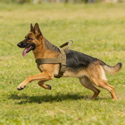 Wagging Hounds No-Pull Reflective Harness